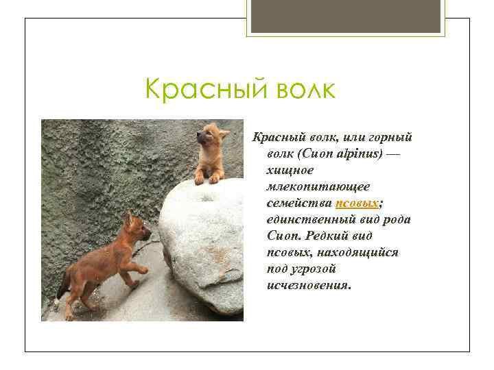 Красный волк, или горный волк (Cuon alpinus) — хищное млекопитающее семейства псовых; единственный вид