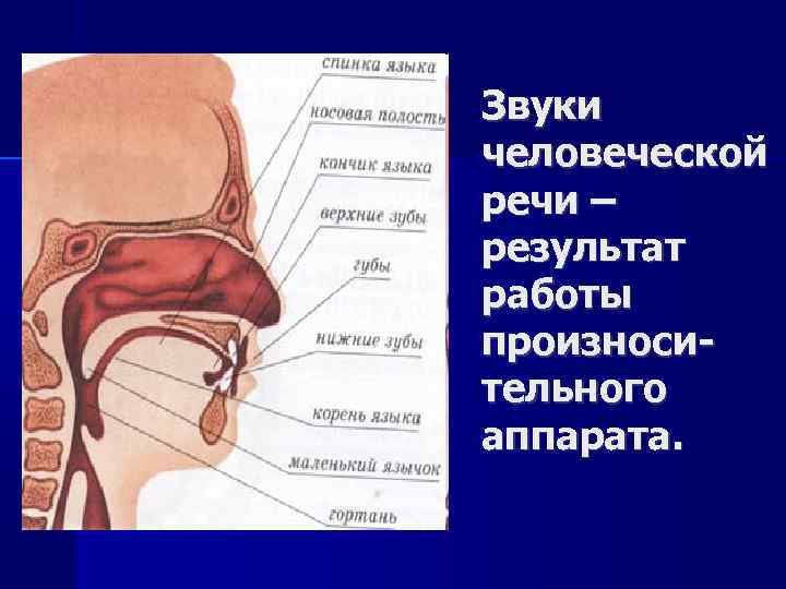 Звуки человеческой речи – результат работы произносительного аппарата. 