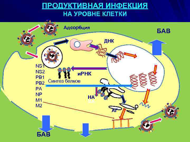 ПРОДУКТИВНАЯ ИНФЕКЦИЯ НА УРОВНЕ КЛЕТКИ Адсорбция БАВ ДНК NS 1 NS 2 и. РНК