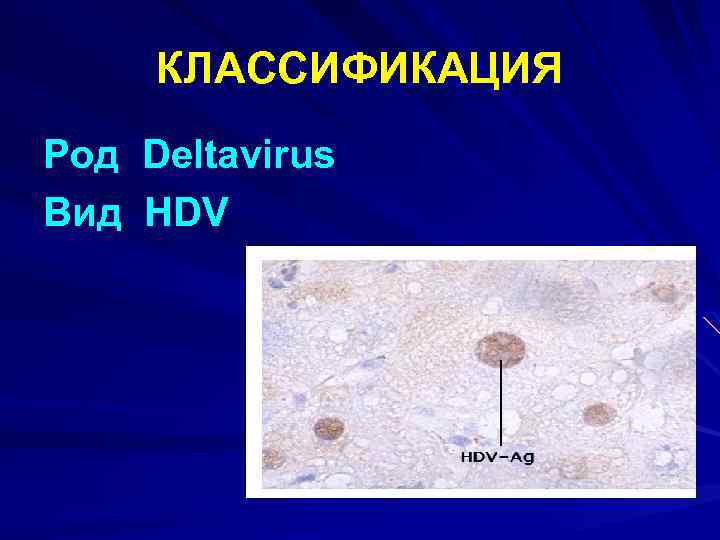 КЛАССИФИКАЦИЯ Род Deltavirus Вид HDV 