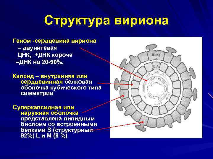 Вирусная частица. Функции основных компонентов Вариони. Структурные элементы вириона. Структура вириона микробиология. Схема строения вируса (вириона).