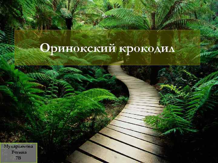 Оринокский крокодил Мухарлямова Регина 7 В 