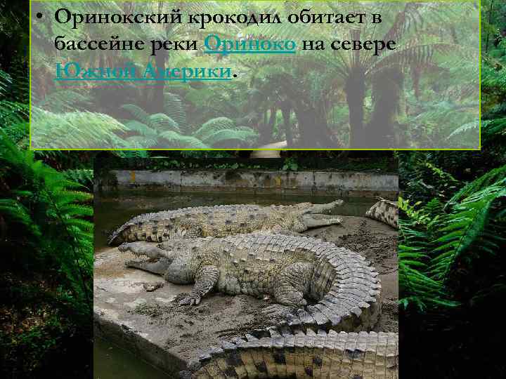 • Оринокский крокодил обитает в бассейне реки Ориноко на севере Южной Америки. 