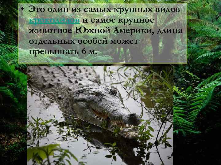  • Это один из самых крупных видов крокодилов и самое крупное животное Южной