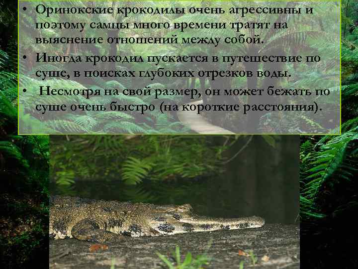  • Оринокские крокодилы очень агрессивны и поэтому самцы много времени тратят на выяснение