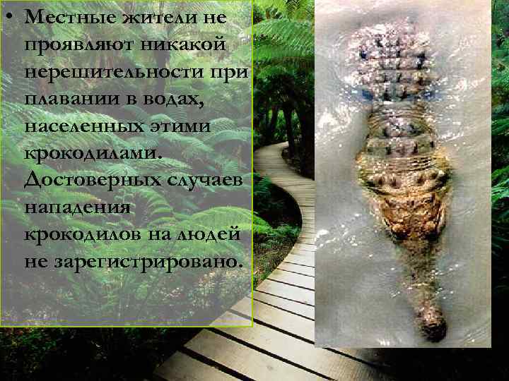  • Местные жители не проявляют никакой нерешительности при плавании в водах, населенных этими