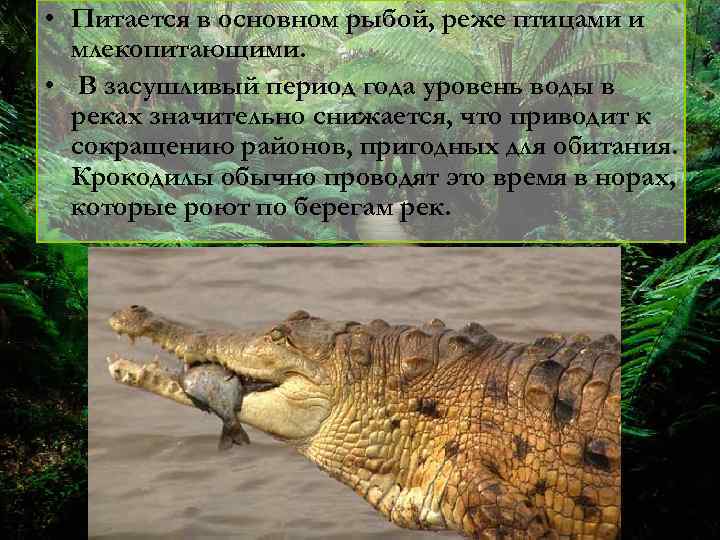  • Питается в основном рыбой, реже птицами и млекопитающими. • В засушливый период