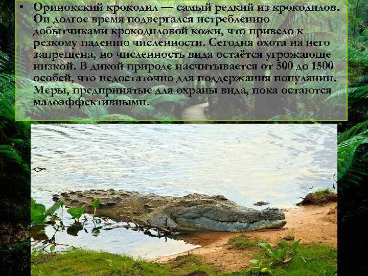  • Оринокский крокодил — самый редкий из крокодилов. Он долгое время подвергался истреблению