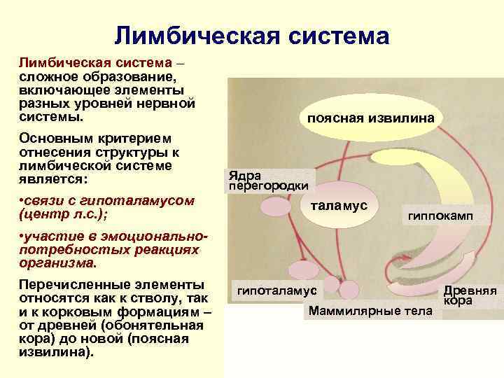 Лимбическая система – сложное образование, включающее элементы разных уровней нервной системы. Основным критерием отнесения