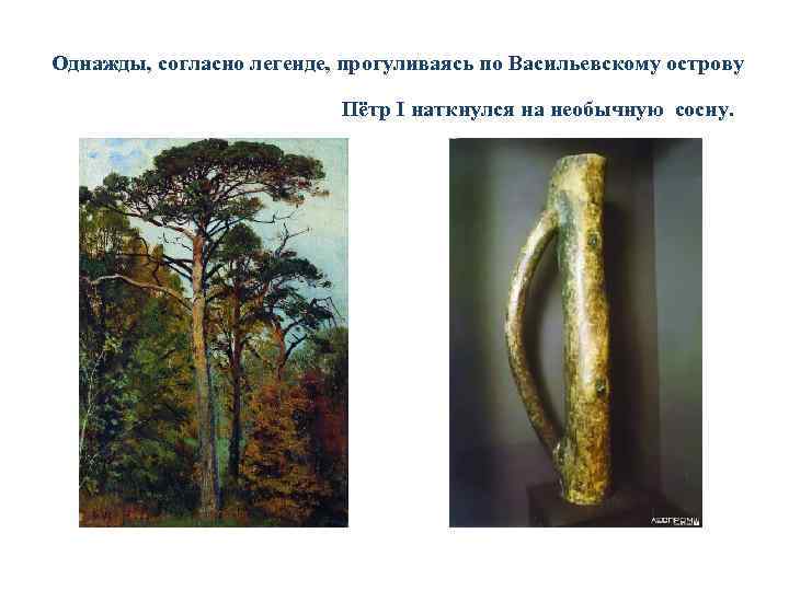  Однажды, согласно легенде, прогуливаясь по Васильевскому острову Пётр I наткнулся на необычную сосну.