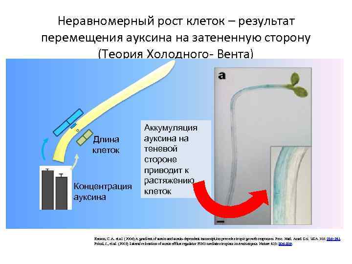 Неравномерный рост клеток – результат перемещения ауксина на затененную сторону (Теория Холодного- Вента) Длина