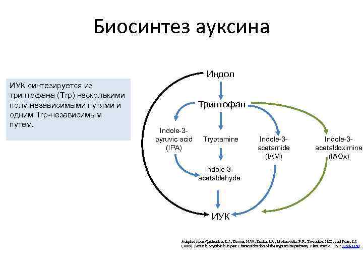 Биосинтез ауксина Индол ИУК синтезируется из триптофана (Trp) несколькими полу-независимыми путями и одним Trp-независимым