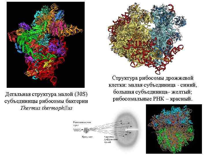 Детальная структура малой (30 S) субъединицы рибосомы бактерии Thermus thermophilus Структура рибосомы дрожжевой клетки: