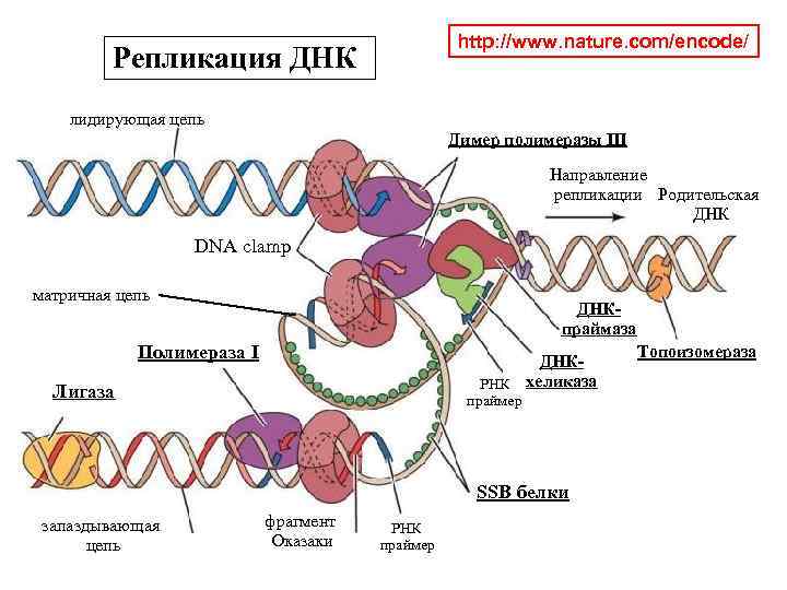 http: //www. nature. com/encode/ Репликация ДНК лидирующая цепь Димер полимеразы III Направление репликации Родительская