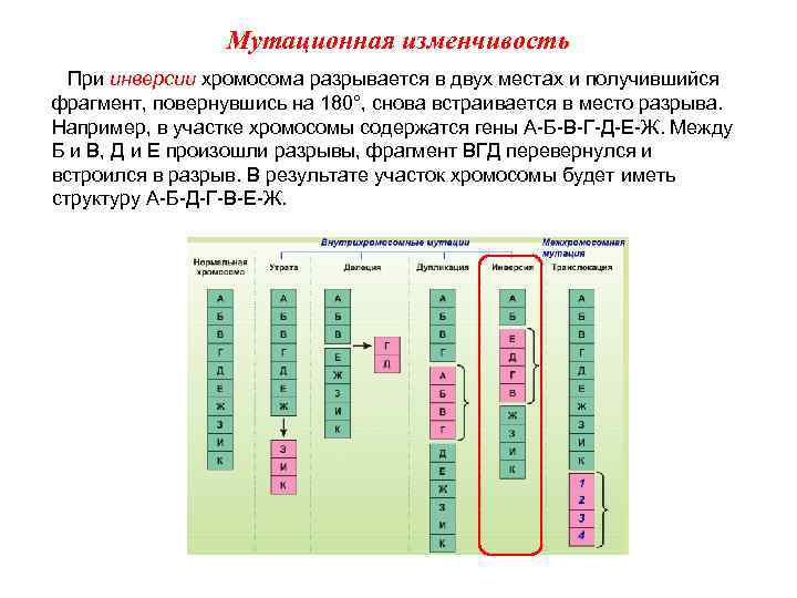 Мутационная изменчивость При инверсии хромосома разрывается в двух местах и получившийся фрагмент, повернувшись на