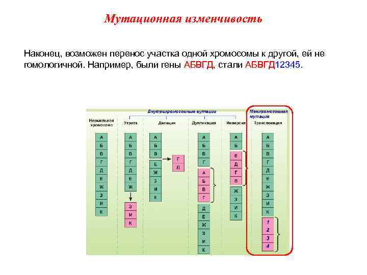 Мутационная изменчивость Наконец, возможен перенос участка одной хромосомы к другой, ей не гомологичной. Например,