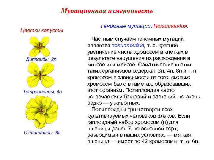 Мутационная изменчивость Геномные мутации. Полиплоидия. Частным случаем геномных мутаций является полиплоидия, т. е. кратное