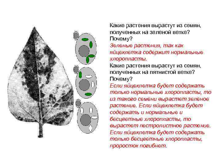 Какие растения вырастут из семян, полученных на зеленой ветке? Почему? Зеленые растения, так как