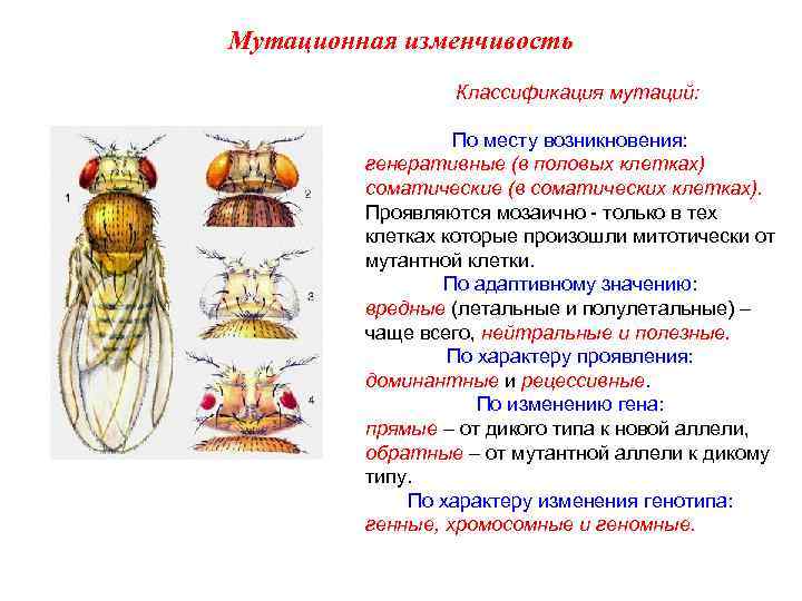 Мутационная изменчивость Классификация мутаций: По месту возникновения: генеративные (в половых клетках) соматические (в соматических