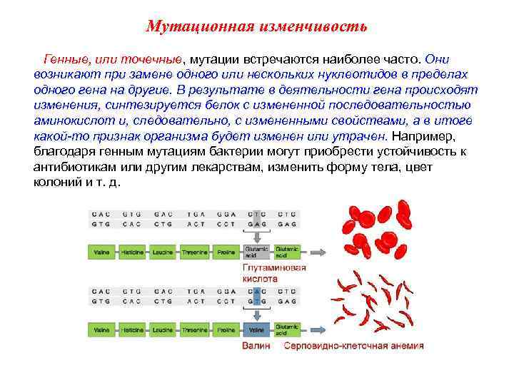 Мутационная изменчивость Генные, или точечные, мутации встречаются наиболее часто. Они возникают при замене одного