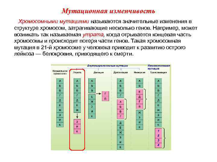 Мутационная изменчивость Хромосомными мутациями называются значительные изменения в структуре хромосом, затрагивающие несколько генов. Например,