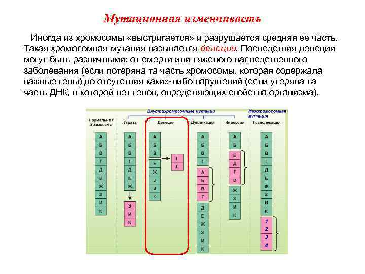 Мутационная изменчивость Иногда из хромосомы «выстригается» и разрушается средняя ее часть. Такая хромосомная мутация