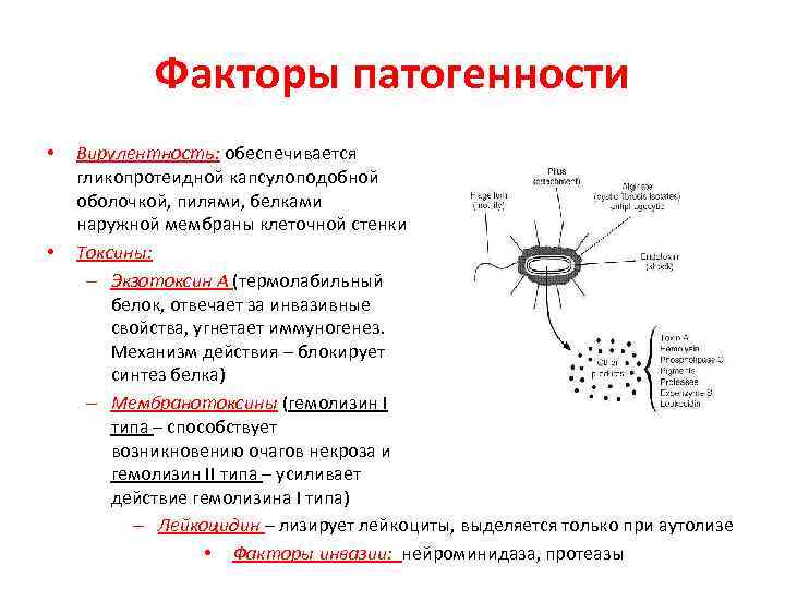 Факторы патогенности • • Вирулентность: обеспечивается гликопротеидной капсулоподобной оболочкой, пилями, белками наружной мембраны клеточной