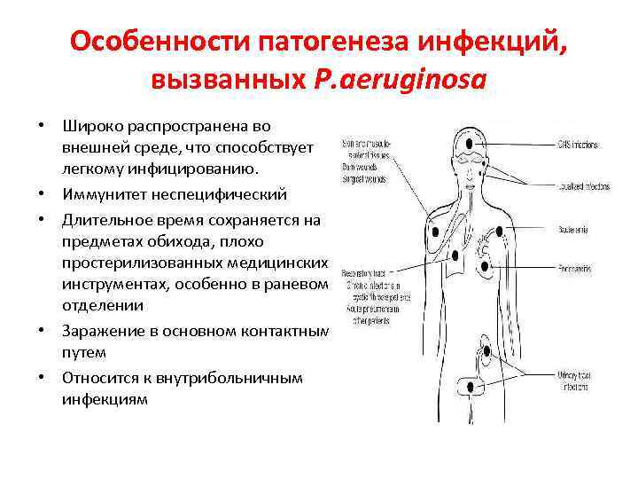 Особенности патогенеза инфекций, вызванных P. aeruginosa • Широко распространена во внешней среде, что способствует