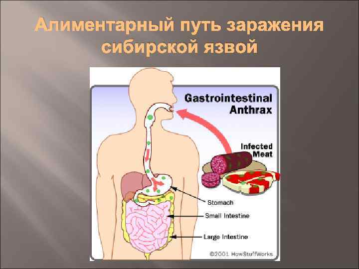 Алиментарный путь