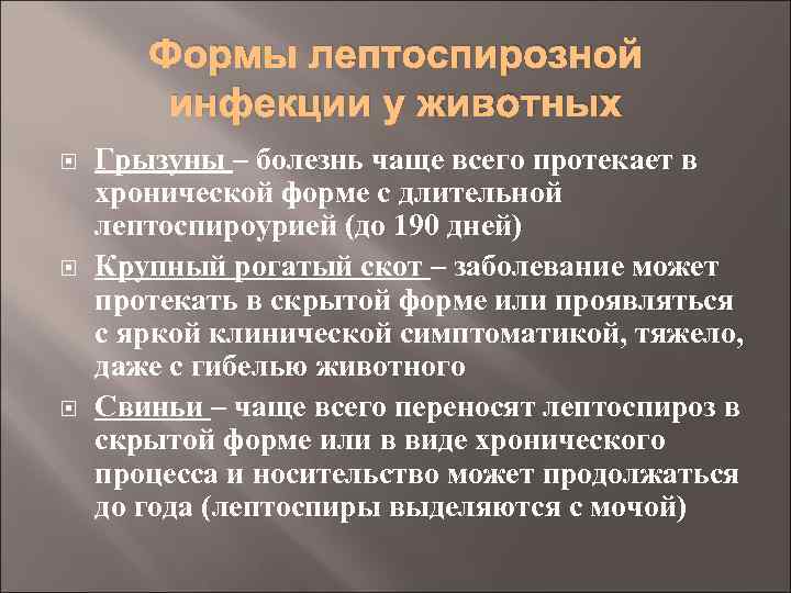 Формы лептоспирозной инфекции у животных Грызуны – болезнь чаще всего протекает в хронической форме