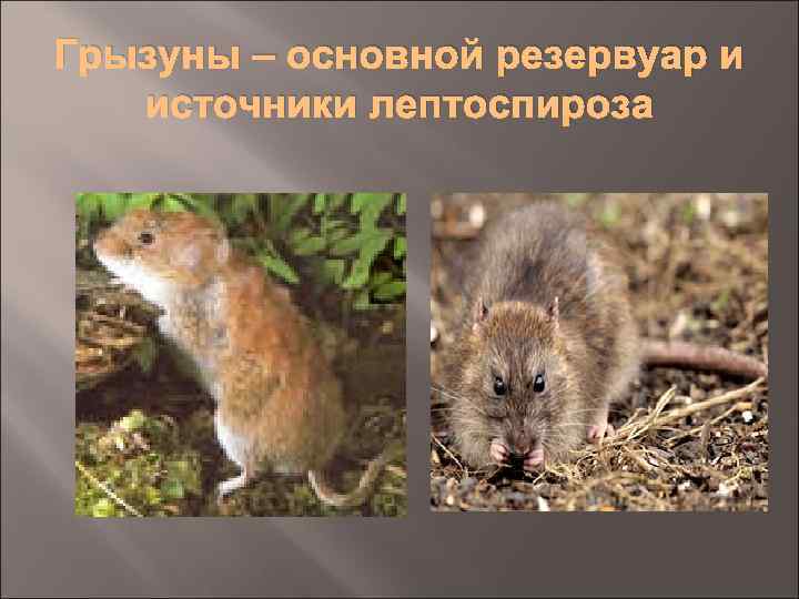 Грызуны – основной резервуар и источники лептоспироза 