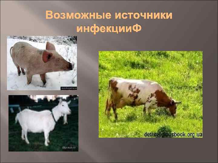 Возможные источники инфекции. Ф 