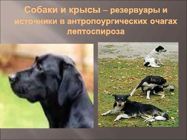 Собаки и крысы – резервуары и источники в антропоургических очагах лептоспироза 