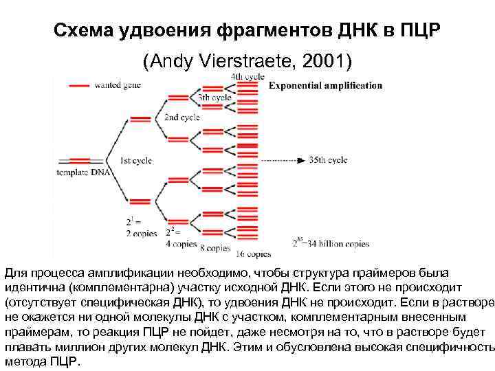 Схема удвоения фрагментов ДНК в ПЦР (Andy Vierstraete, 2001) Схема удвоения фрагментов ДНК в