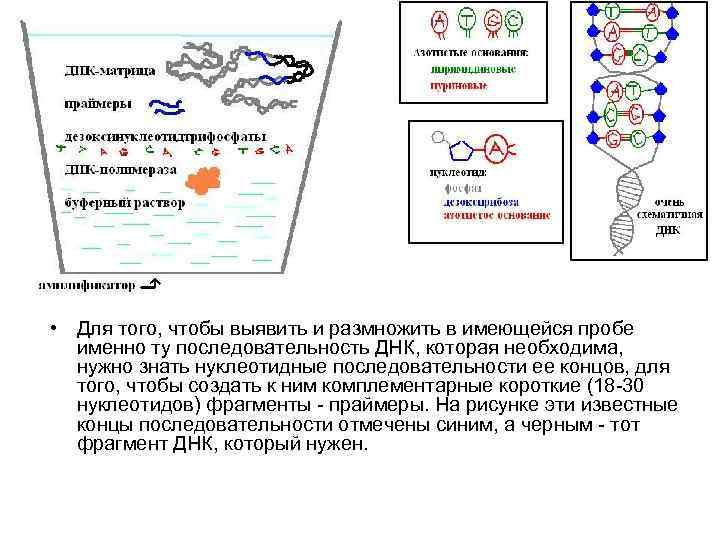  • Для того, чтобы выявить и размножить в имеющейся пробе именно ту последовательность