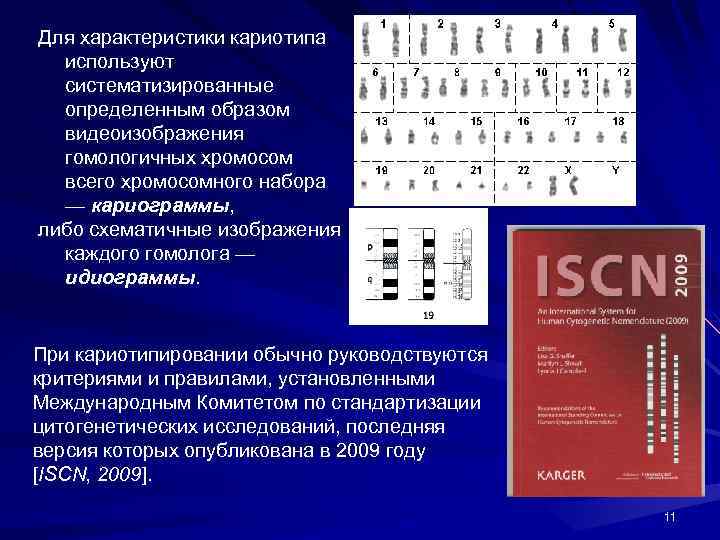 Кариограмма графическое изображение кариотипа то есть числа