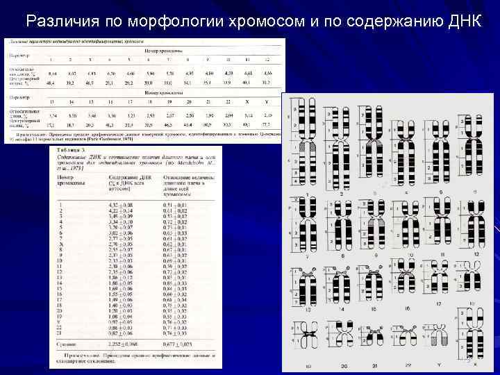 Различия по морфологии хромосом и по содержанию ДНК 13 
