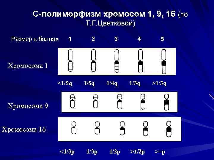 Кратное число хромосом. Полиморфизм хромосом человека. Полиморфизм кариотипа. Хромосомный полиморфизм. Нормальный полиморфизм хромосом.