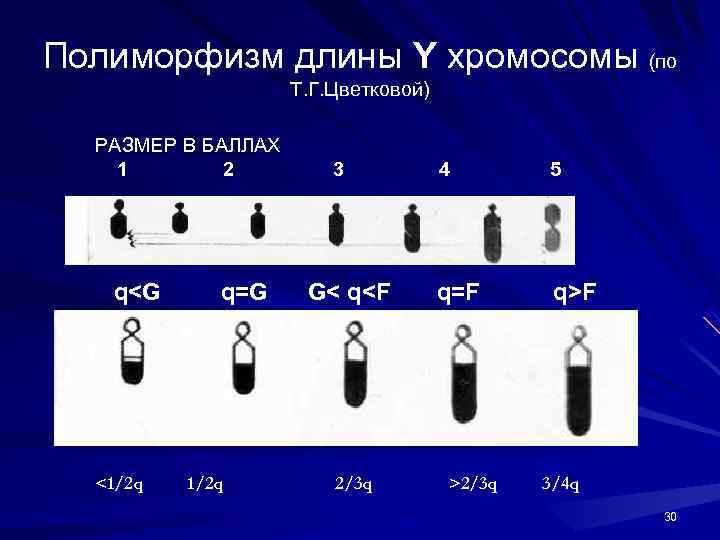 Полиморфизм длины Y хромосомы (по Т. Г. Цветковой) РАЗМЕР В БАЛЛАХ 1 2 q<G