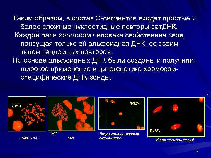 Таким образом, в состав С-сегментов входят простые и более сложные нуклеотидные повторы сат. ДНК.