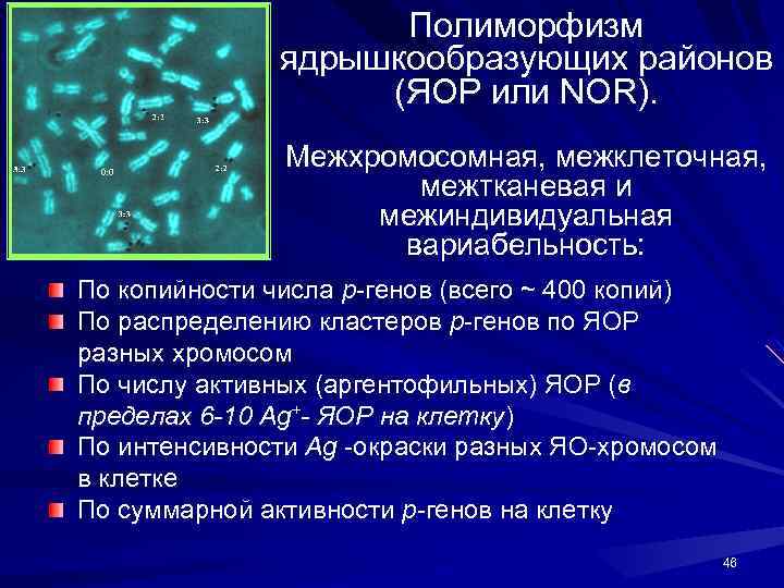 Полиморфизм ядрышкообразующих районов (ЯОР или NOR). Межхромосомная, межклеточная, межтканевая и межиндивидуальная вариабельность: По копийности