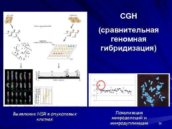 CGH (сравнительная геномная гибридизация) Выявление HSR в опухолевых клетках Локализация микроделеций и микродупликация 64