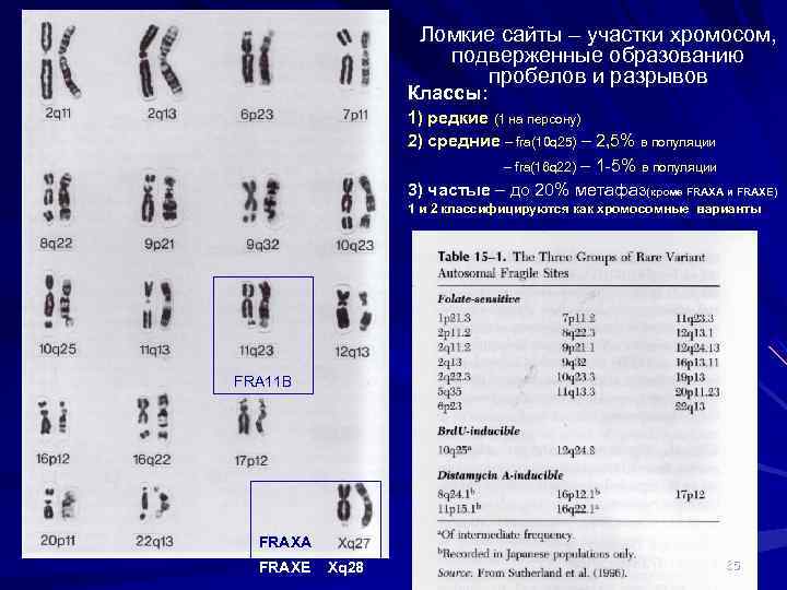 Ломкие сайты – участки хромосом, подверженные образованию пробелов и разрывов Классы: 1) редкие (1