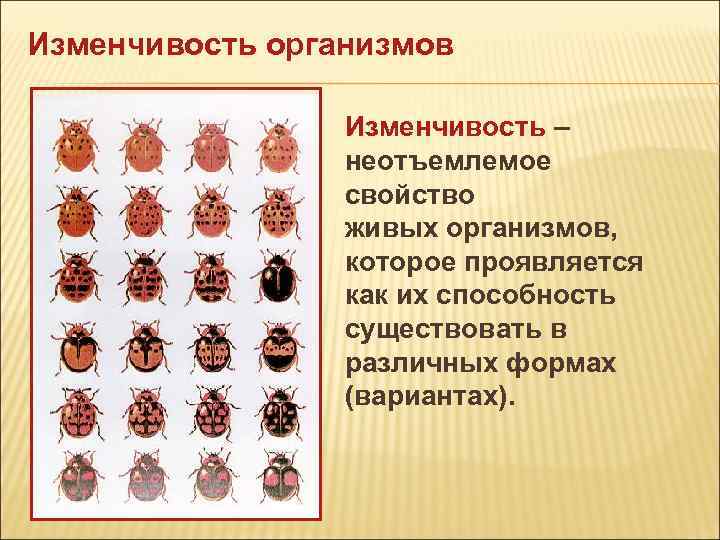 Изменчивость особей. Изменчивость организмов. Индивидуальная наследственная изменчивость. Изменчивость живых организмов. Изменчивость это свойство живых организмов.