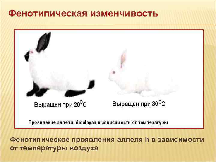 Изменение окраски шерсти кролика. Гималайский кролик фенотипическая изменчивость. Фенотипическая модификационная изменчивость. Модификационная изменчивость кролик. Наследственная фенотипическая изменчивость.