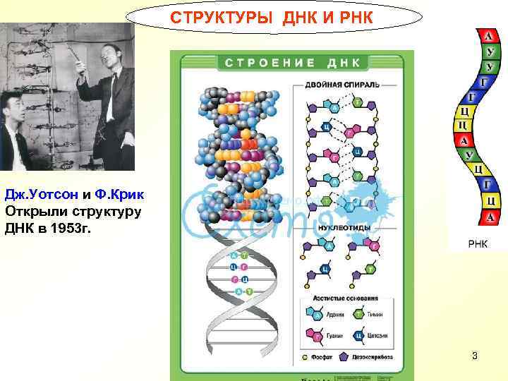 СТРУКТУРЫ ДНК И РНК Дж. Уотсон и Ф. Крик Открыли структуру ДНК в 1953