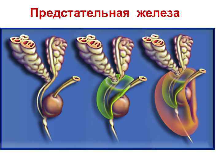 Предстательная железа 