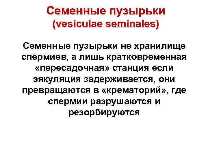 Семенные пузырьки (vesiculae seminales) Семенные пузырьки не хранилище спермиев, а лишь кратковременная «пересадочная» станция
