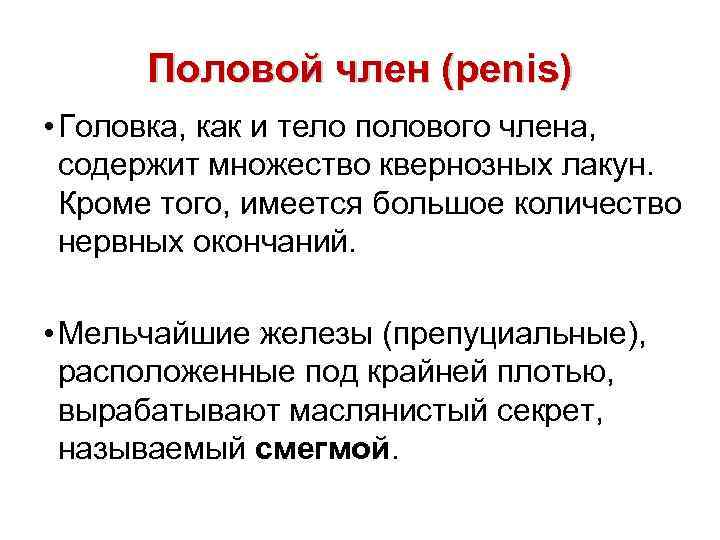 Половой член (penis) • Головка, как и тело полового члена, содержит множество квернозных лакун.
