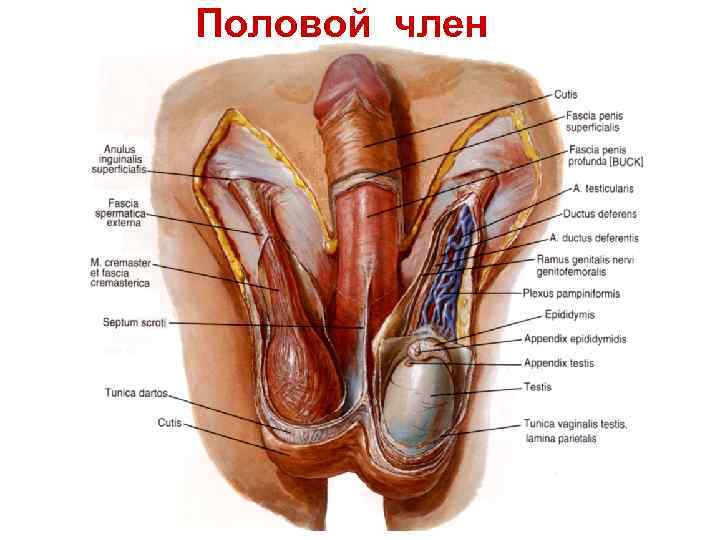 Половой член 